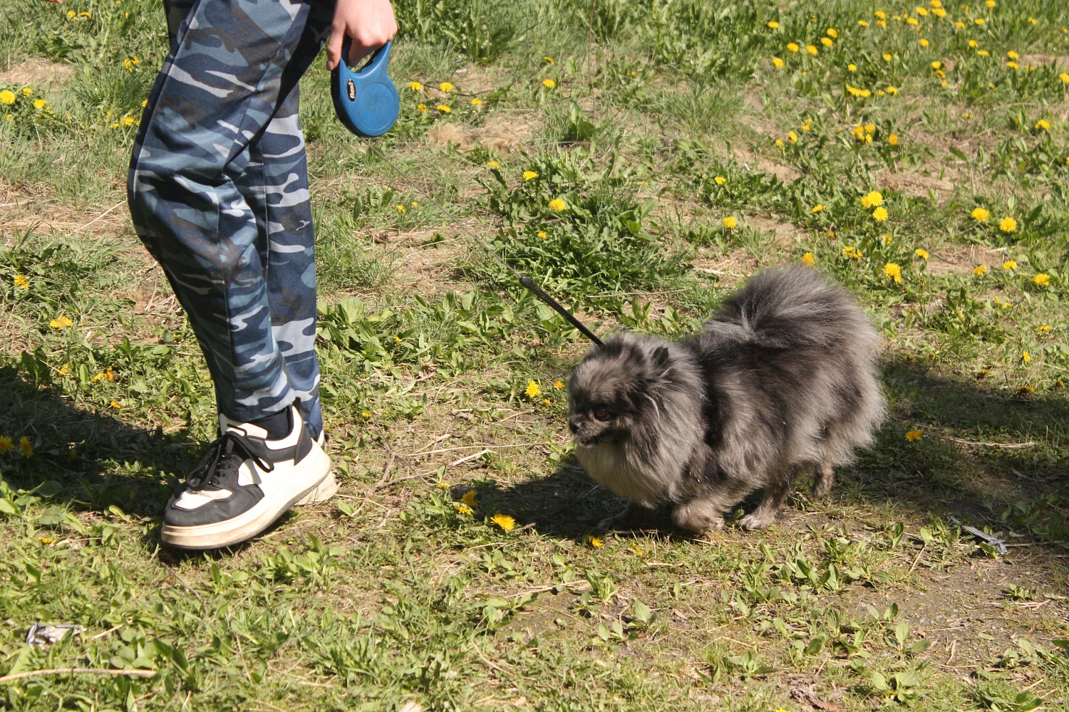 Кинологический фестиваль в колледже Комитент: яркие моменты и незабываемые эмоции!
